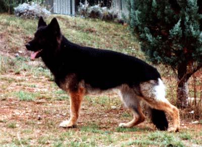 Kim von der Werrainsel | German Shepherd Dog 