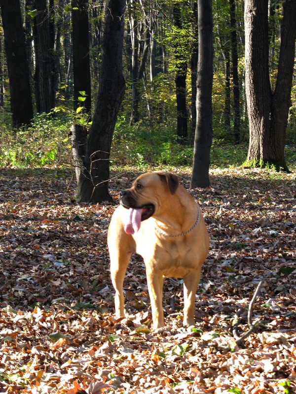 Betty Boop Gamekeepers of Wuthering Hights | Bullmastiff 