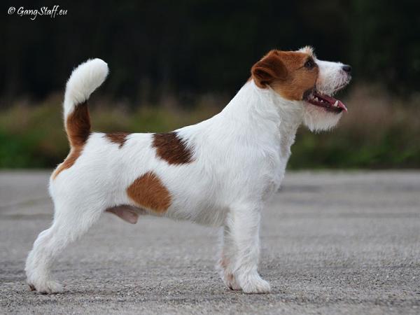 Gang staff COME N' GET ME | Jack Russell Terrier 