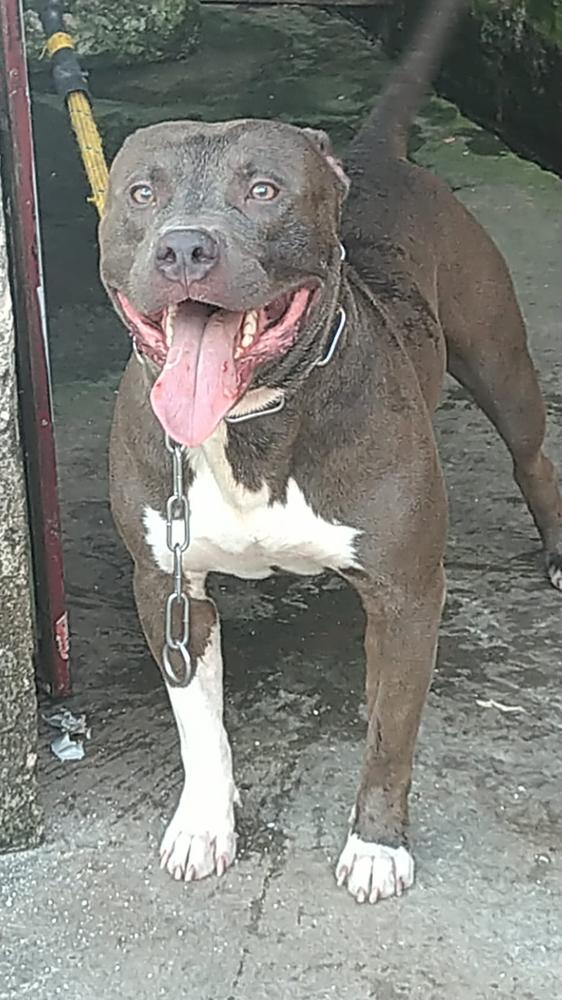 Thithe's Onix | American Pit Bull Terrier 