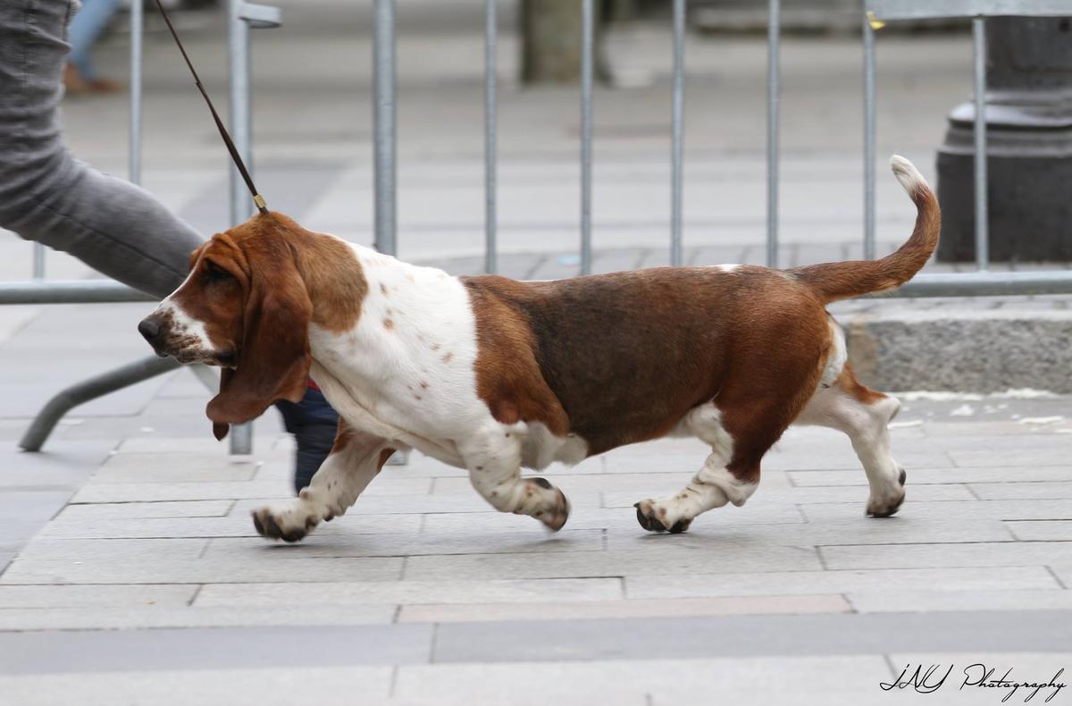 KATNISS EVERDEEN DA FRAGA ENMEIGADA | Basset Hound 