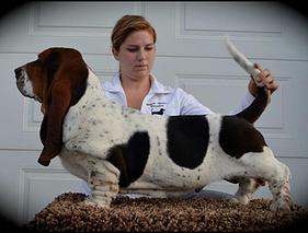 Maple Street Herbie The Love Bug | Basset Hound 