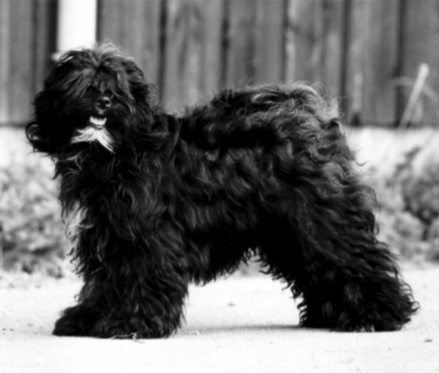 Soderups Prinsesse Pamba | Tibetan Terrier 