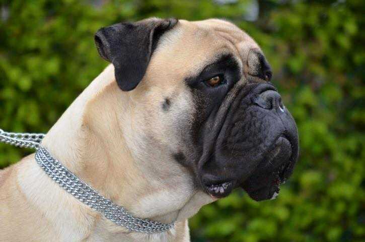 Mackenzie Van de Westerhoeve | Bullmastiff 