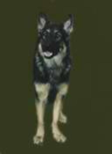 Sando vom Burbacher-Bruch | German Shepherd Dog 