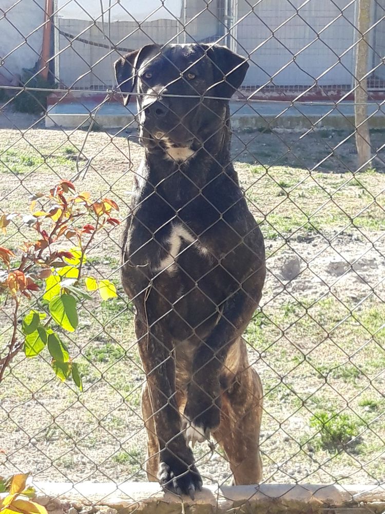 Kalesi de Omnia Audax | Perro de Presa Canario 