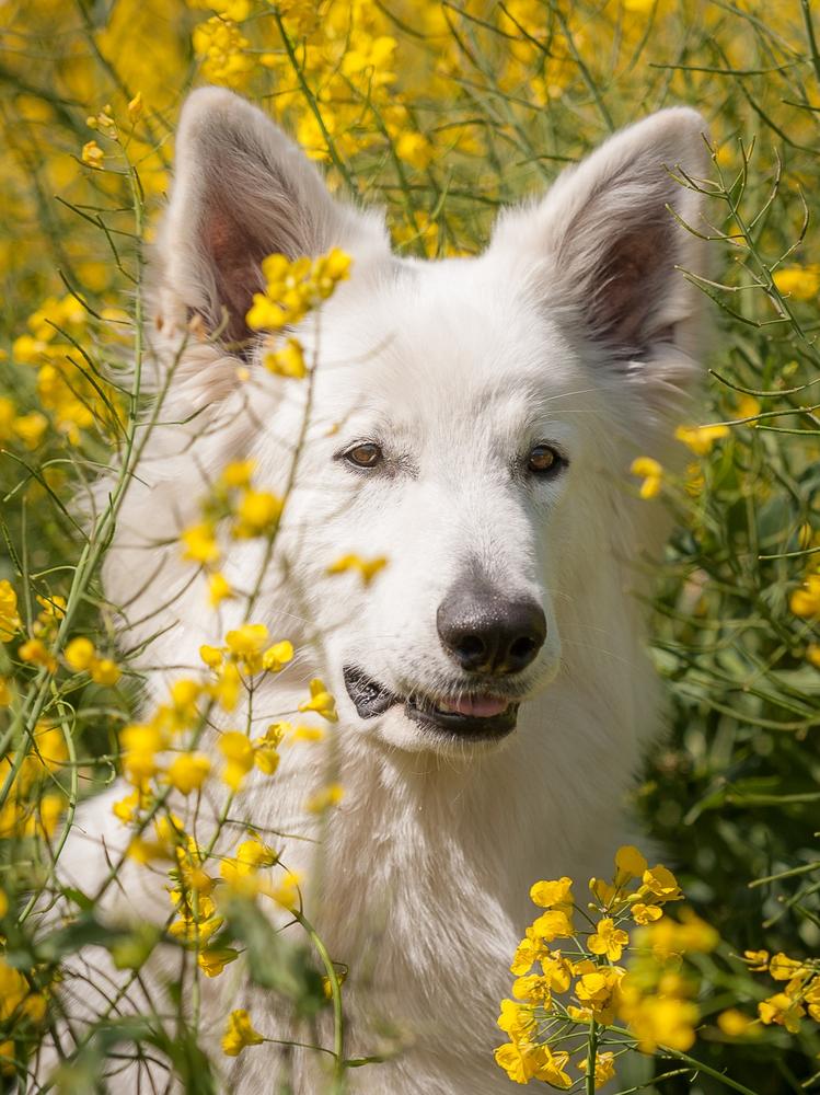 Aron vom Bibertgrund | White Swiss Shepherd Dog 