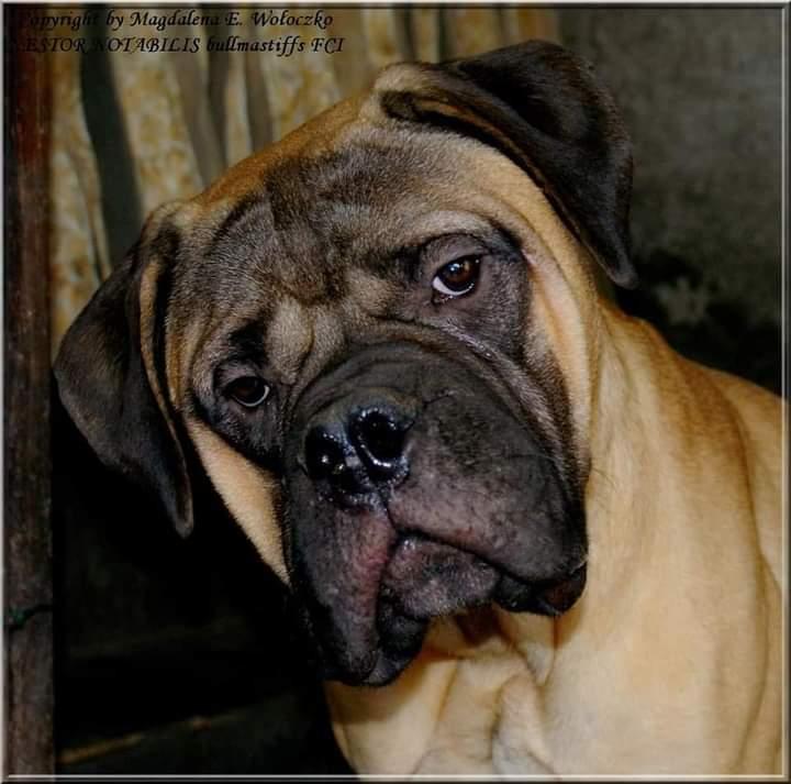 LUCIFER'S GOLD BLEND III Nestor Notabilis FCI | Bullmastiff 