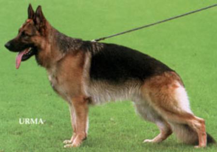 Wilson aus Agrigento | German Shepherd Dog 