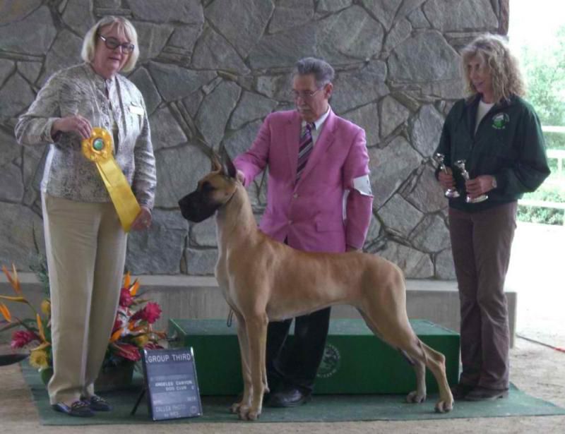 Crowbay's Wind in the USA | Great Dane 