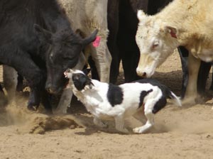 DOG ABC 293065 | Border Collie 