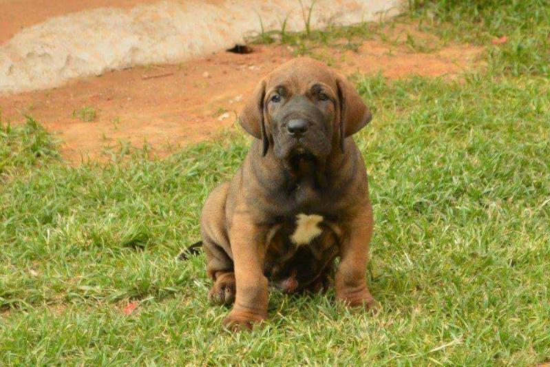 Amuck Filas do Guapuruvú | Fila Brasileiro 