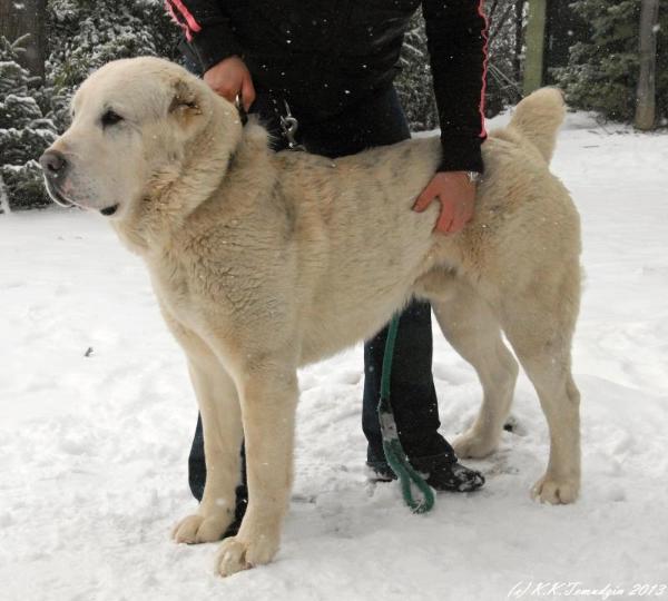 Konstantin Katakomba Temudzin Bossar | Central Asian Shepherd Dog 