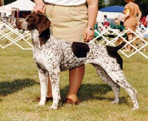 Madrone Luci Fruit | German Shorthaired Pointer 