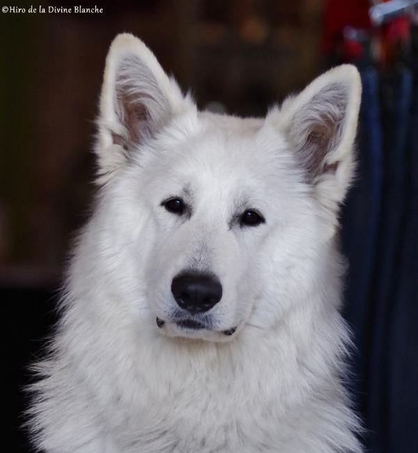 Hiro the Rainbow Dazzle de la Divine Blanche | White Swiss Shepherd Dog 