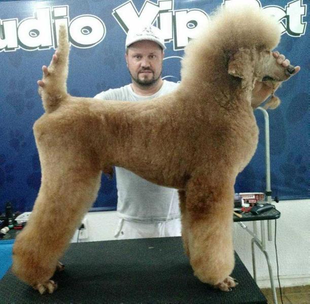 Thorby Quindim | Poodle 