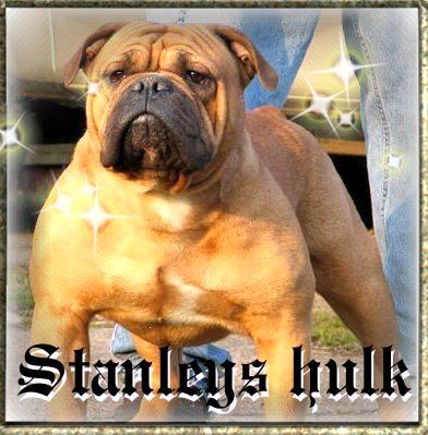 Stanley's Incredible Hulk | Olde English Bulldogge 