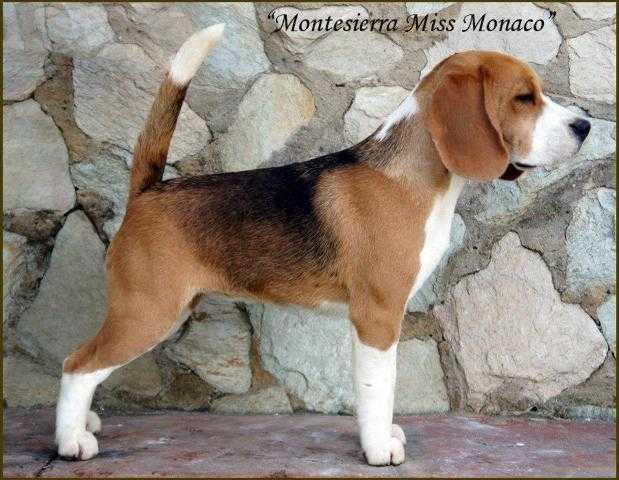 Montensierra Miss Monaco | Beagle 