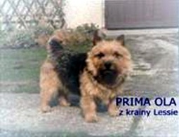 Prima Ola z Krainy Lessie | Norwich Terrier 