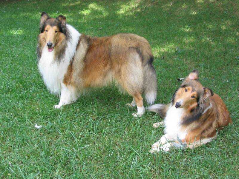 Towlebrook's Charming Ryan | Rough Collie 