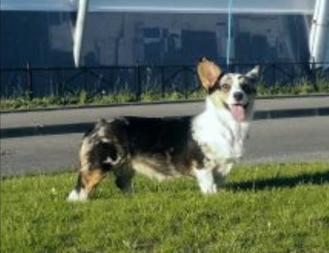 Mal Bagushi Orchidea For Kherders Madrai | Cardigan Welsh Corgi 