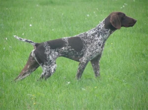 Fiona de la Porte de Becray | German Shorthaired Pointer 