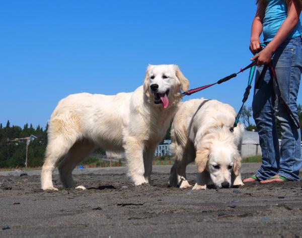 Alaska's Rose Britagne | Golden Retriever 
