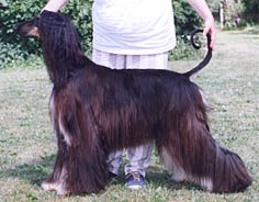 Alphavilles Shesellsseashells | Afghan Hound 