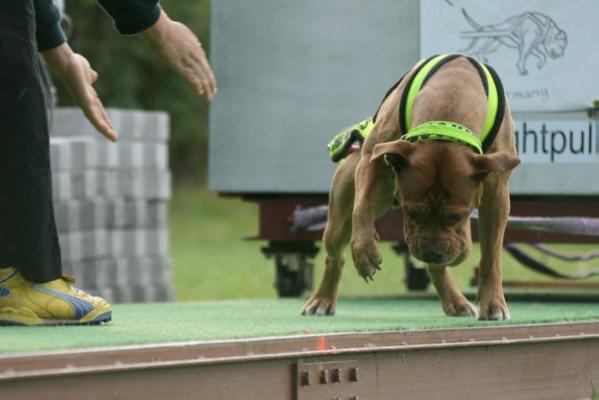 Ironbull's Bucky | Olde English Bulldogge 