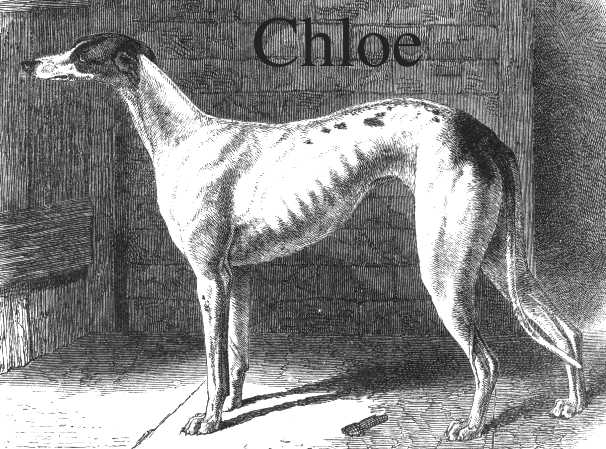 Chloe [Mr TT Lister's] | Greyhound 