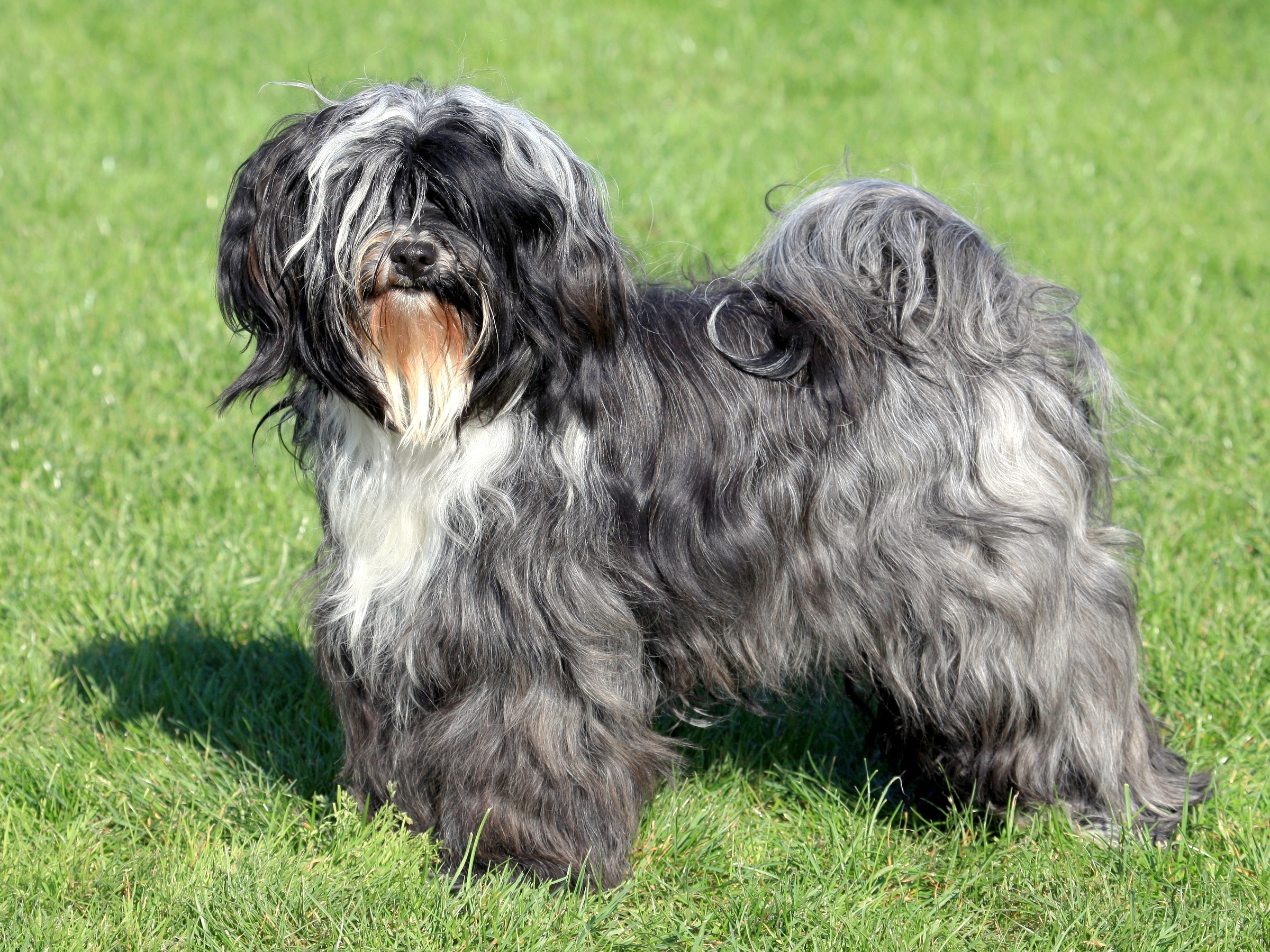 Tibetan Terrier