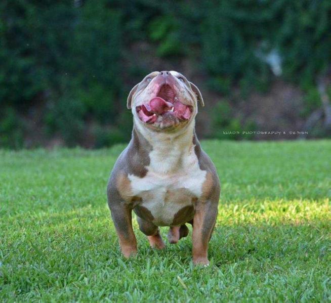 SHOEMAKERS ROUGARROU | Olde English Bulldogge 