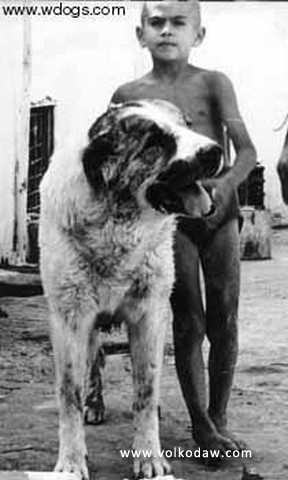 Serdar | Central Asian Shepherd Dog 