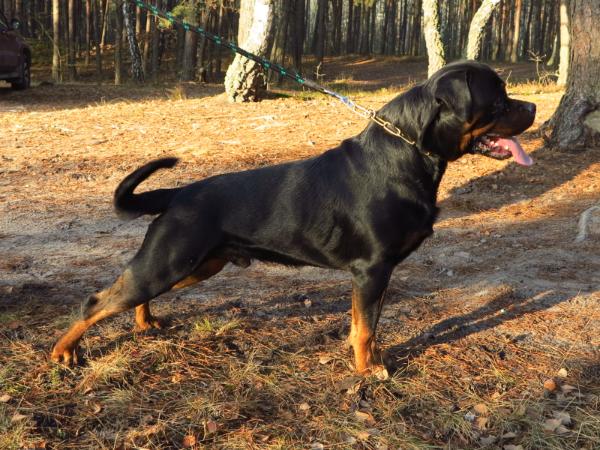 Stanley cordis | Rottweiler 