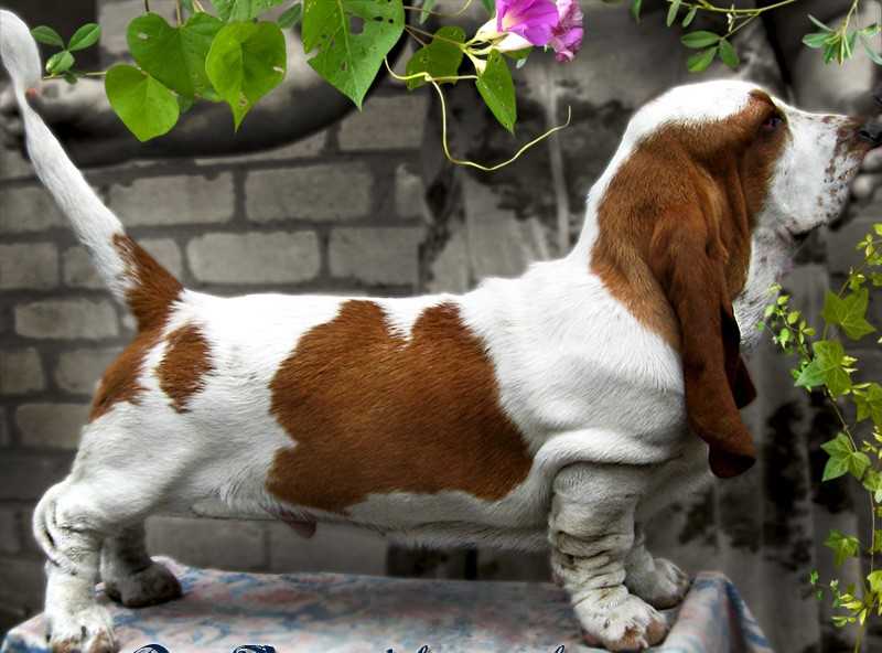 Brendon Krou | Basset Hound 