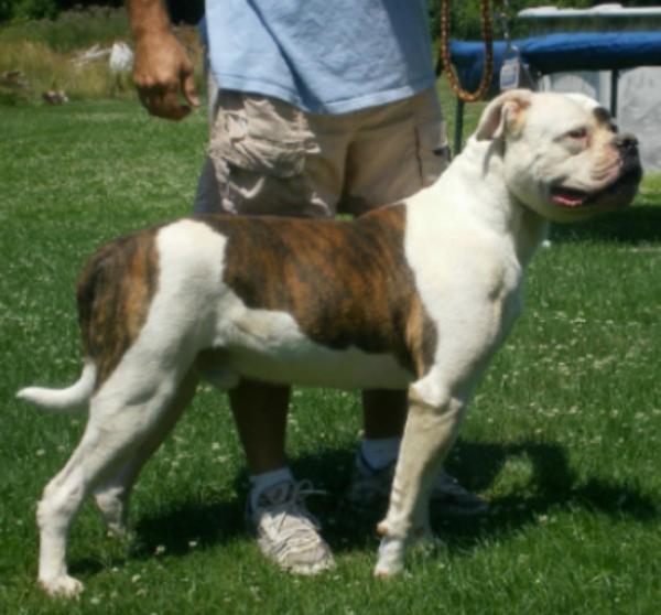 Great Lakes Chaz of Wildwoods | American Bulldog 