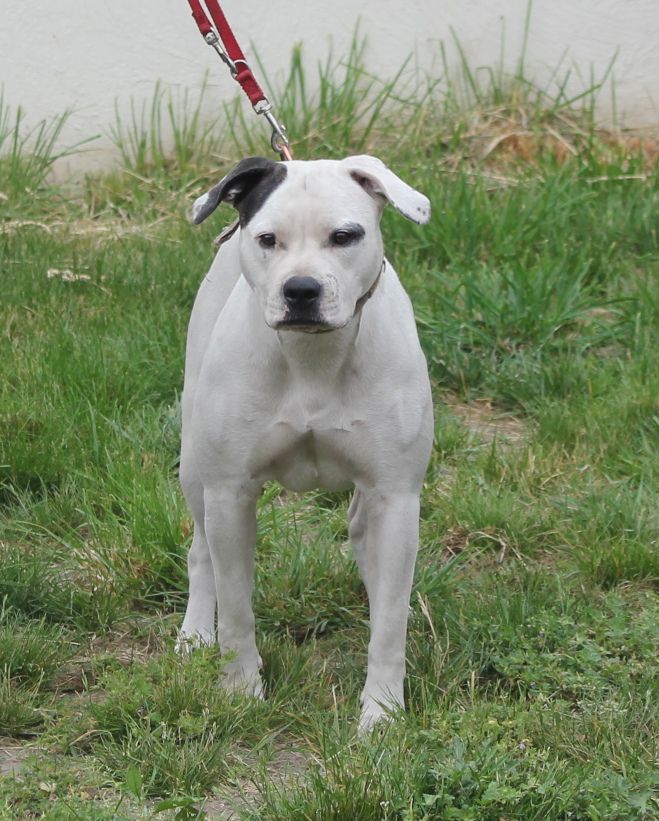 Whitecrazybulls Daytona Sky | American Bulldog 