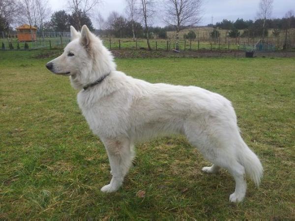 PACO FINO Biale Wzgorza | White Swiss Shepherd Dog 