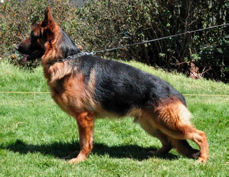 Atensberg Excellence | German Shepherd Dog 