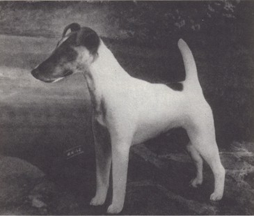 Watteau Cross Talk | Smooth Fox Terrier 