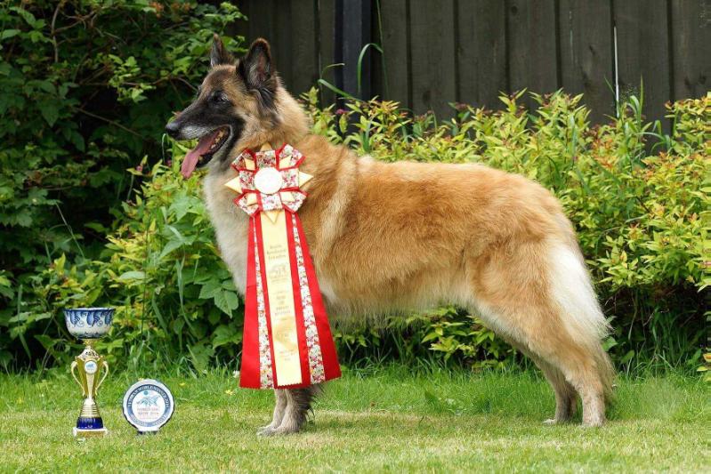 O'Glum Kasl Duymovochka | Belgian Tervuren 