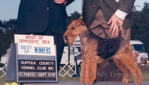 Shaireab's Sweet Sensation | Welsh Terrier 