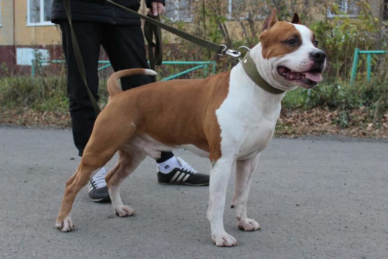 Zheltaya Rhapsody Piar  For  F.L.Hadinna | American Staffordshire Terrier 