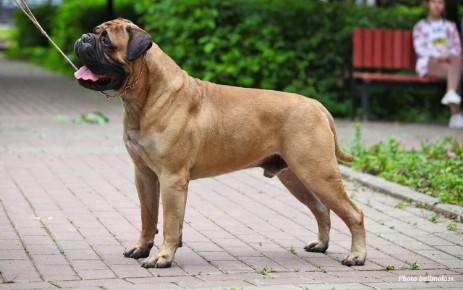 Bullstuff Nostra Churchill II | Bullmastiff 