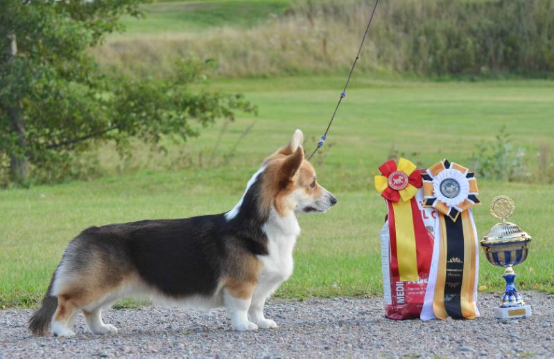 Andvol Edinaya Rossiya | Pembroke Welsh Corgi 