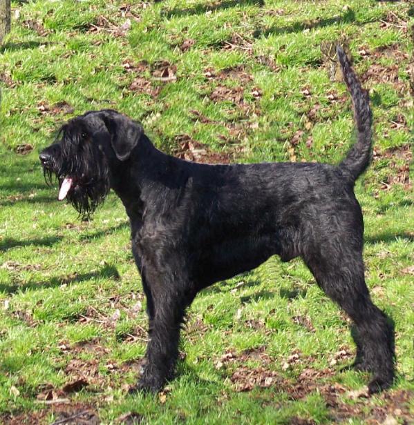 Buckley vom kleinen Büffel | Giant Schnauzer 