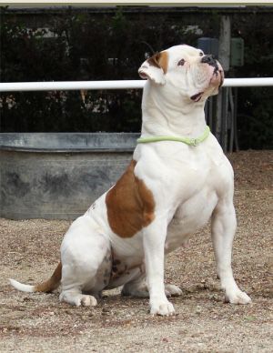 Bybee’s BB | American Bulldog 