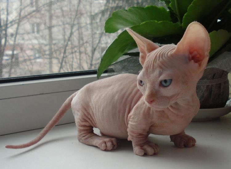 Bambino Cat
