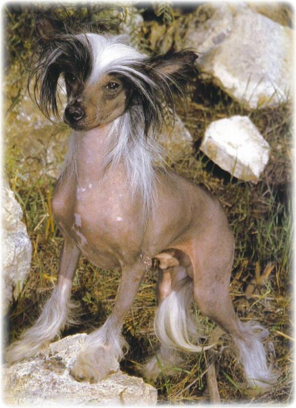 Moonswift Spiderman D'Kalon | Chinese Crested 