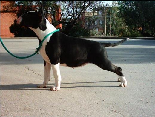 Lord Bull Smile de la Gran Misae | Bull Terrier 